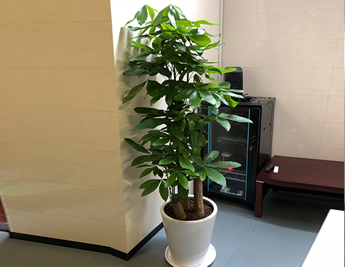 步步高發(fā)財(cái)樹綠植租擺